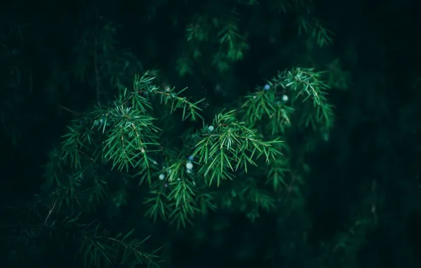 Nature, Needles, Green, Tree, The Wallpapers