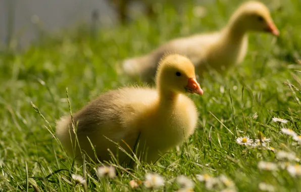 Grass, light, birds, glade, chamomile, yellow, walk, kids