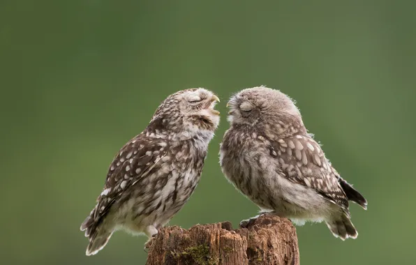 Birds, owl, cub