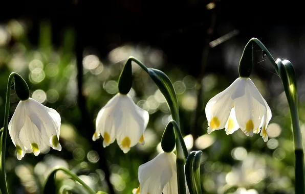 Macro, light, flowers, the dark background, stems, spring, snowdrops, white
