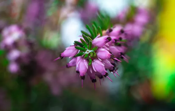 Macro, flowers, background, blur, spring, pink, Heather