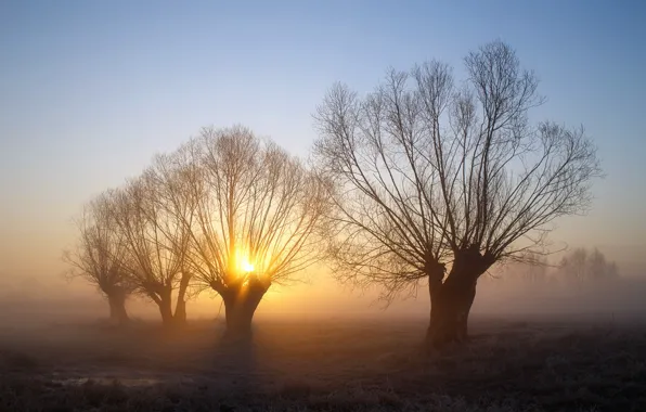 Picture trees, landscape, fog, morning