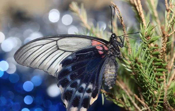 Picture branches, background, butterfly, wings, spruce, bokeh