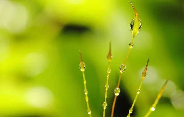 Picture drops, stem, bokeh