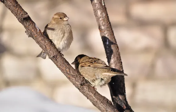 Picture the sun, birds, spring, sparrows, bask