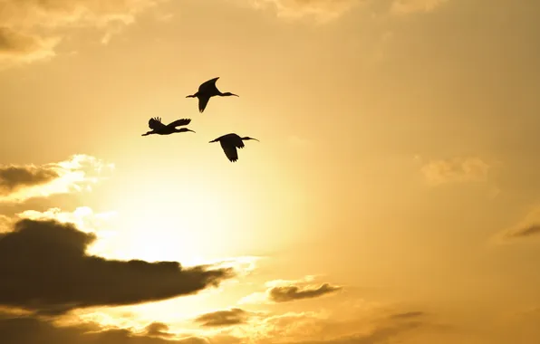 Picture the sky, sunset, birds, nature