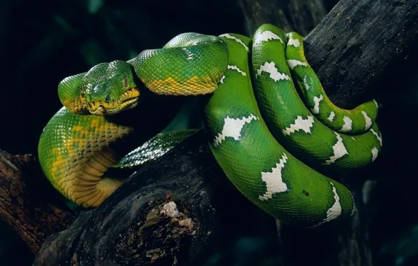 Snake, Branch, Animals, Snake, Green