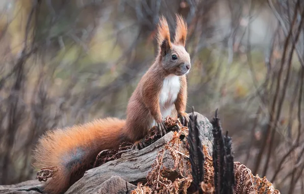 Branches, nature, stump, protein, red