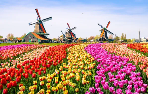 Picture colors, birds, tulips, tourists, mills