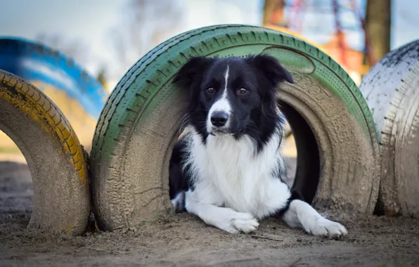 Earth, lies, tires, bokeh, The border collie