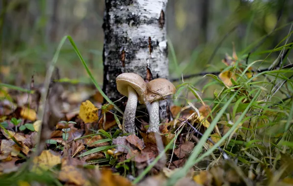 Autumn, forest, mushrooms, boletus