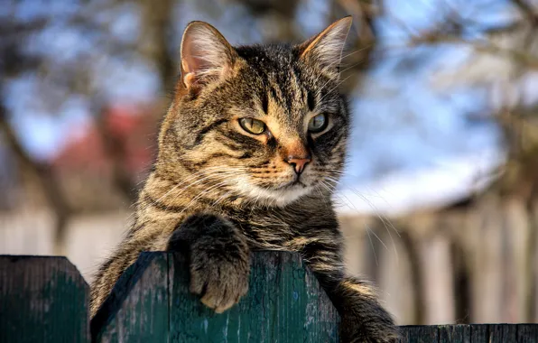 Picture cat, the fence, muzzle, cat, Igor Denisov