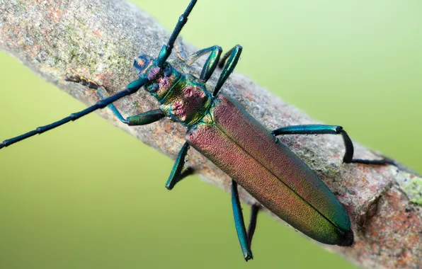 Macro, beetle, insect