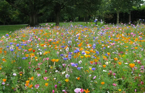 Picture Field, Spring, Flowers, Nature, Flowers, Spring, Flowering, Field