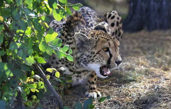 Picture leaves, branches, nature, animal, predator, Cheetah, Oleg Bogdanov