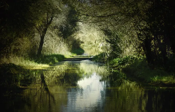 Picture summer, grass, trees, nature, river, shadow, Bank