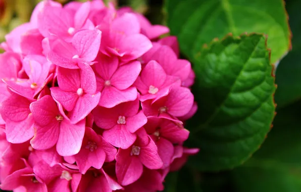 Nature, Flower, Pink, hydrangea, Flora