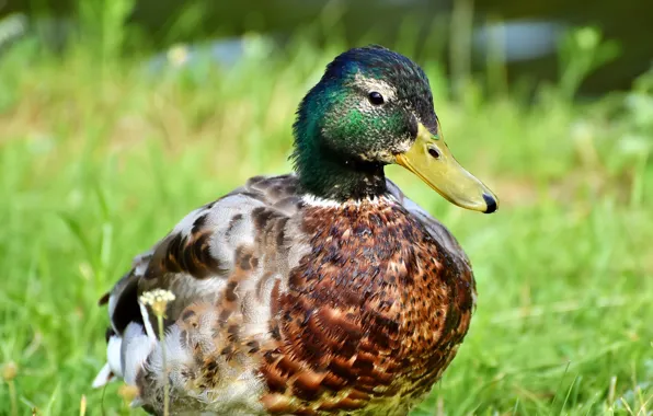Picture grass, close-up, nature, background, bird, glade, duck, portrait