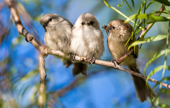 Leaves, light, birds, branch, insect, trio, care, food