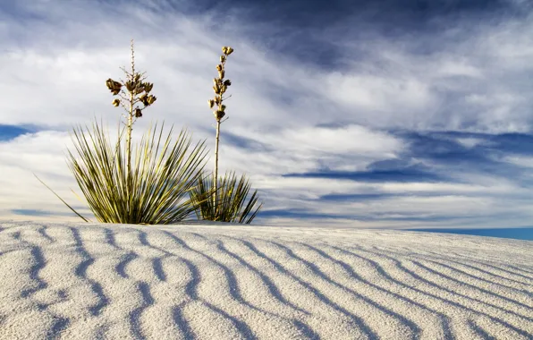 Sand, landscape, desert, plant