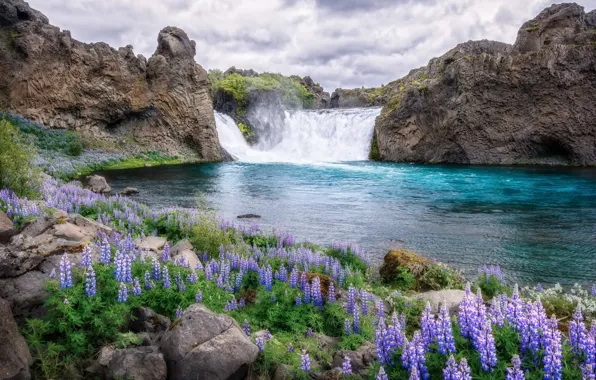 Picture flowers, river, waterfall