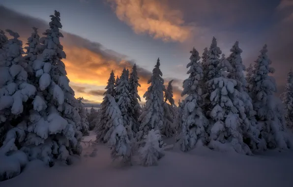 Winter, the sky, clouds, snow, trees, Sergey Mezhin