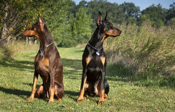 Picture black, pair, brown, Dobermans, Tampa-family-lawyer