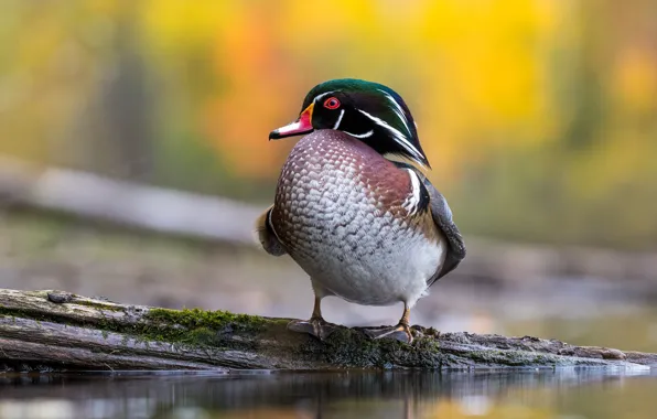 Picture water, pose, bird, moss, duck, log, yellow background, pond