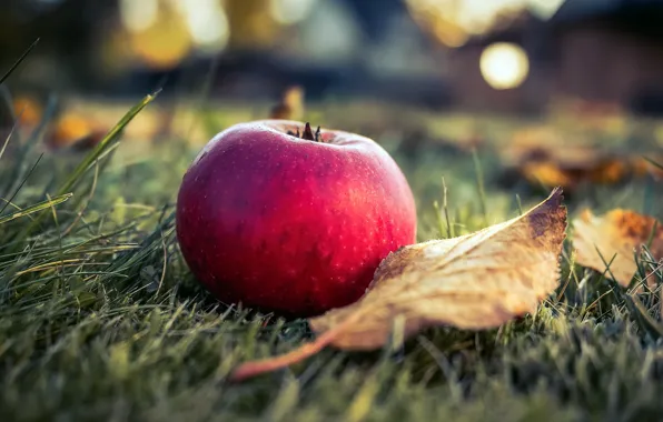 Leaves, background, apples