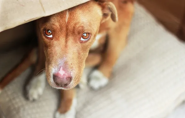 Look, each, dog