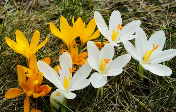 White, flower, yellow, spring, crocus