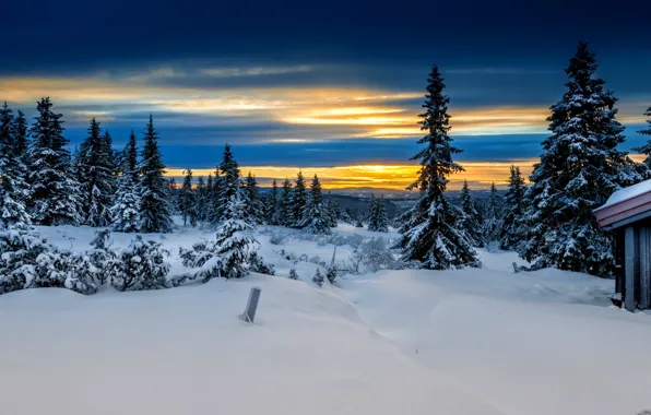 Picture winter, forest, Norway, Lillehammer, Lillehammer