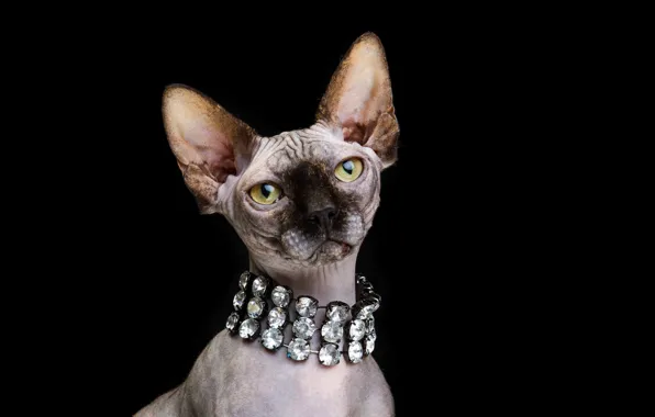 Cat, look, portrait, muzzle, black background, necklace, Don Sphynx, Natalia Lays