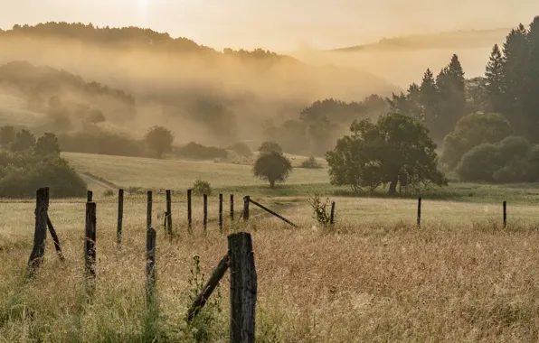 Field, summer, fog, the fence