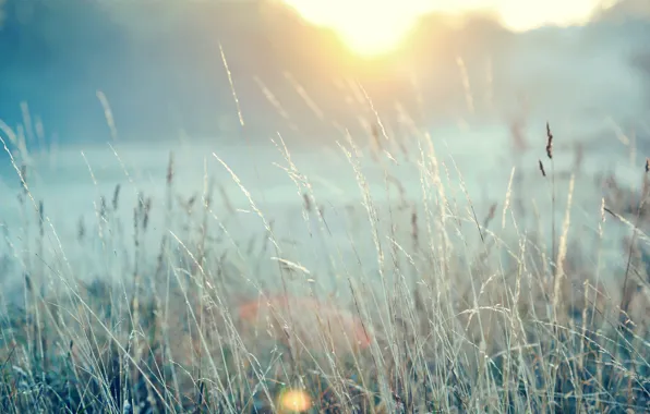 Field, grass, the sun
