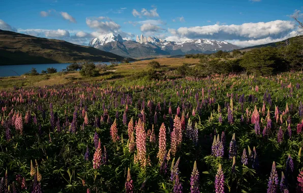 Field, summer, the sky, clouds, light, snow, flowers, mountains