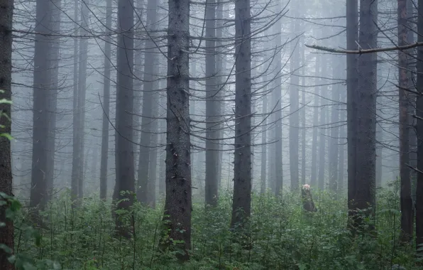 Forest, trees, nature, fog