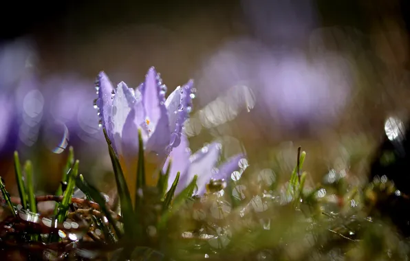 Macro, flowers, nature, spring, crocuses, raindrops
