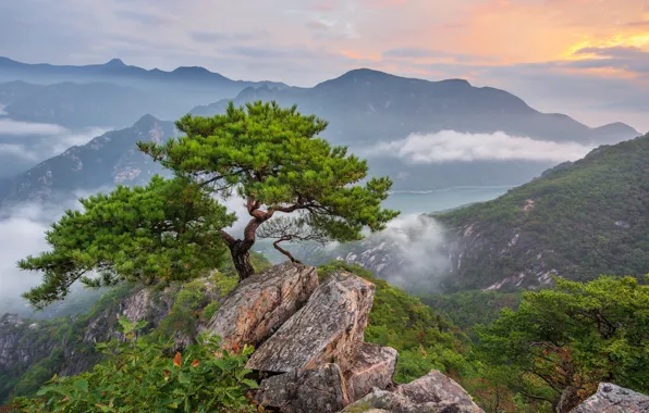 Picture clouds, landscape, mountains, nature, fog, tree, rocks, forest