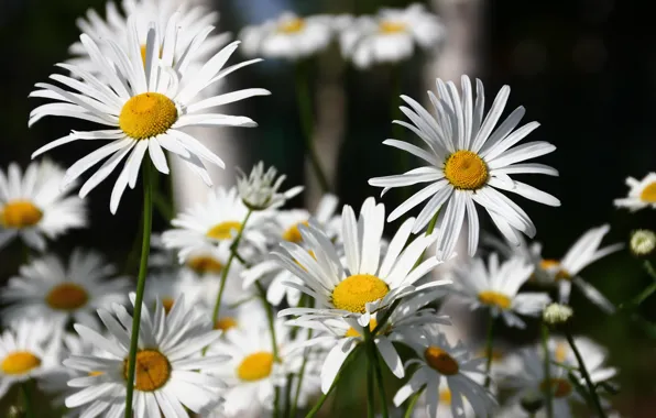 Picture flowers, petals, Daisy, white, flowering