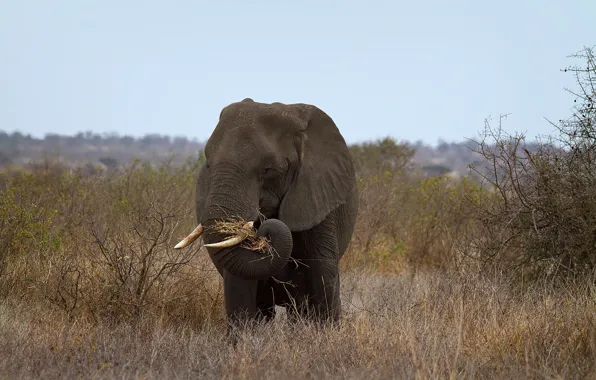 Nature, elephant, Africa