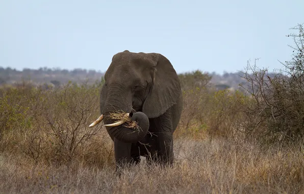 Picture nature, elephant, Africa