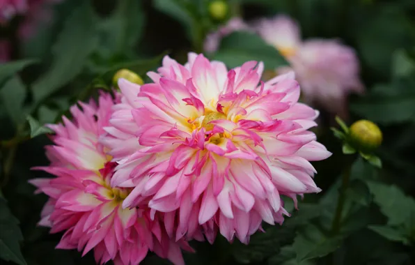 Flowers, garden, pink, dahlias