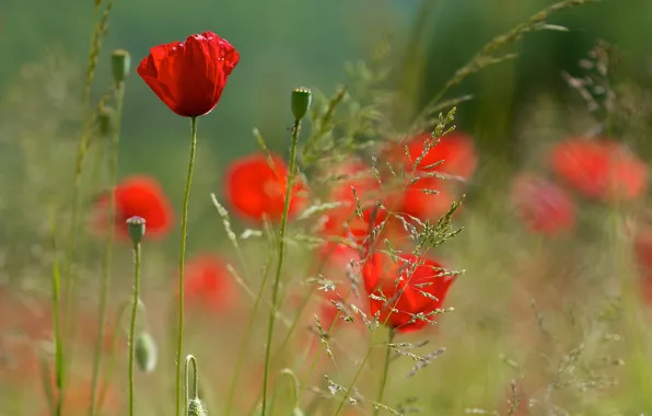 Summer, flowers, Maki, blur, red, green background, stems