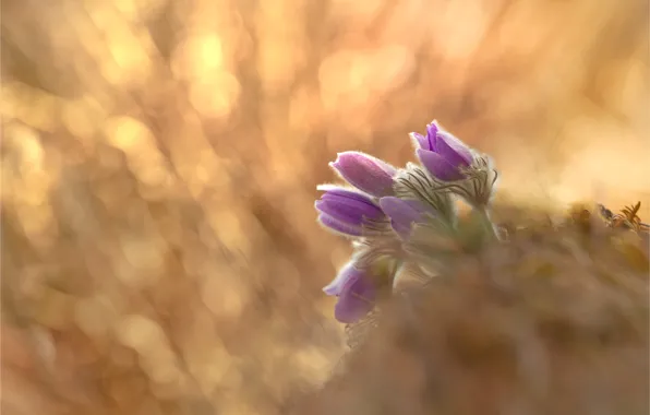 Light, flowers, glare, background, blur, spring, lilac, bokeh