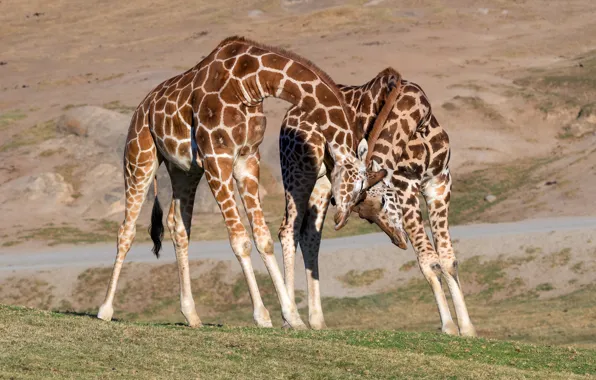 Nature, pose, the game, giraffe, friendship, pair, giraffes, weasel