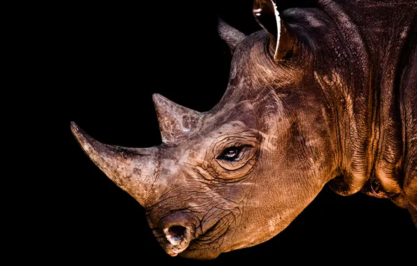 Picture look, animal, horns, Rhino, horns, rhino, animal, 2560x1600