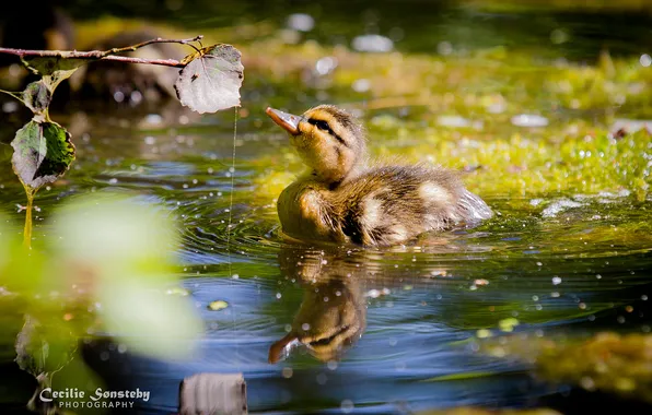 Picture water, drops, reflection, bird, duck, little, bokeh
