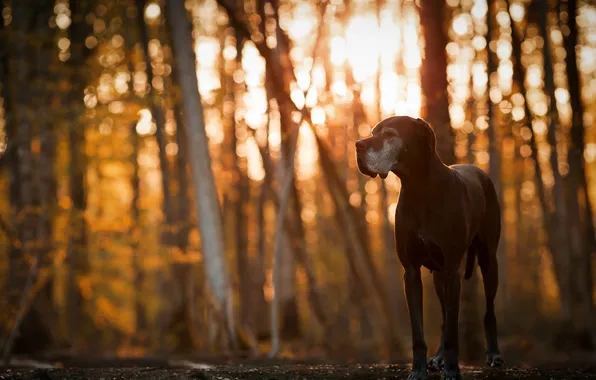Look, nature, each, dog