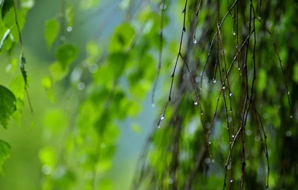 Picture greens, drops, branch